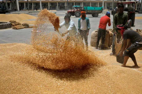 Arroz indiano voltou a ser exportado pelo aumento dos estoques e previsão de ótima safra