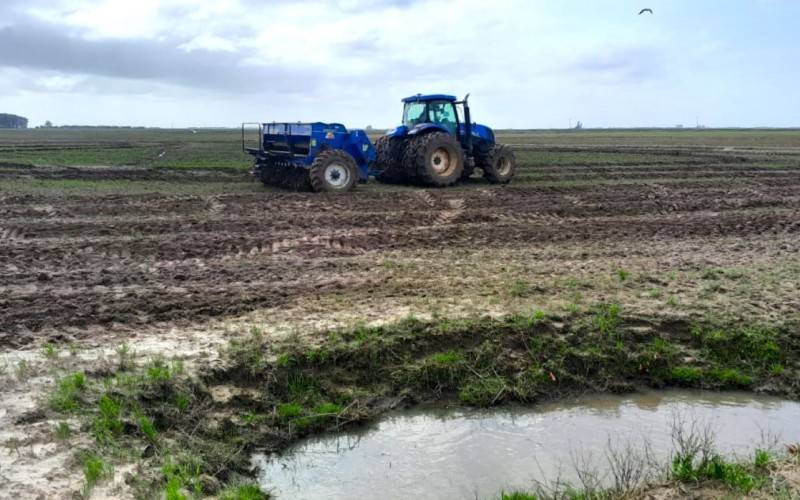  Produtores semearam 30% do arroz no RS