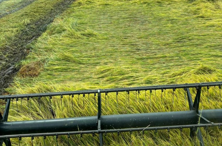 Importação de arroz priorizará o Mercosul. Indústria e produtores são contra
