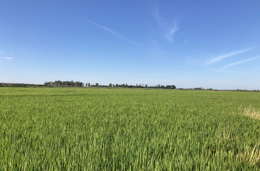  Emater projeta colheita de 7,87 milhões de toneladas de arroz no Rio Grande do Sul