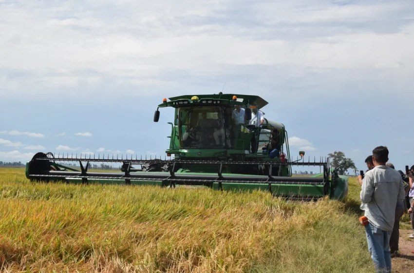  Corrientes se consolida como grande produtora de arroz da Argentina