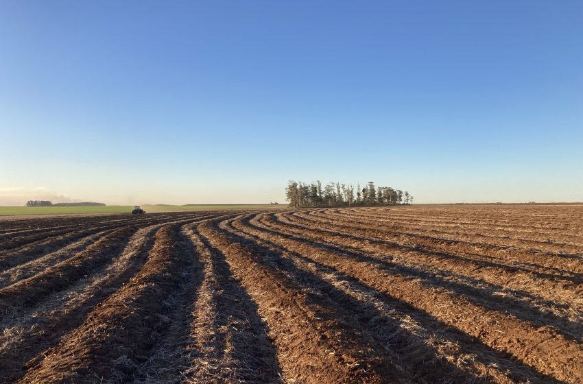  Conab amplia para 11,5% a queda na safra brasileira de arroz em 2025/26