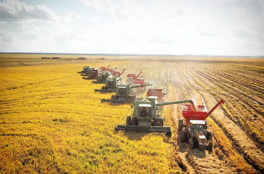 Agropecuária cresceu 5,1% no primeiro trimestre e fortalece o PIB