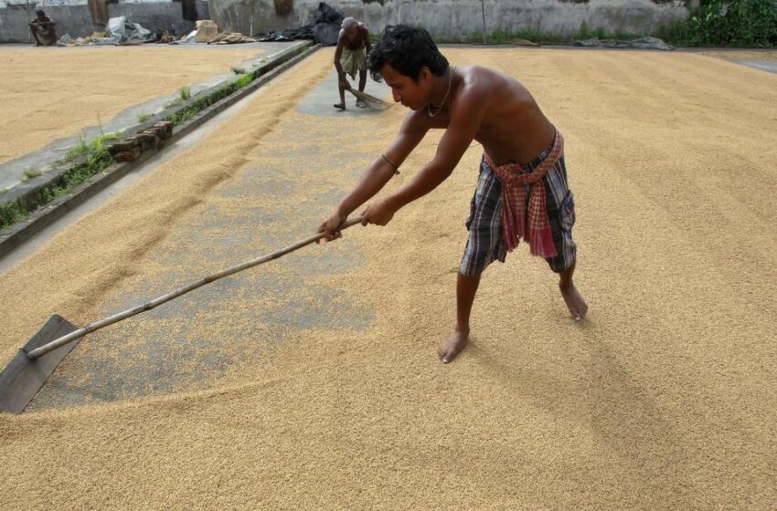  Índia atingirá sua meta de produção de arroz na safra de verão
