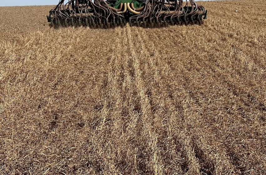 EUA: Perspectiva para o arroz mostra menor produção, mas estoques maiores