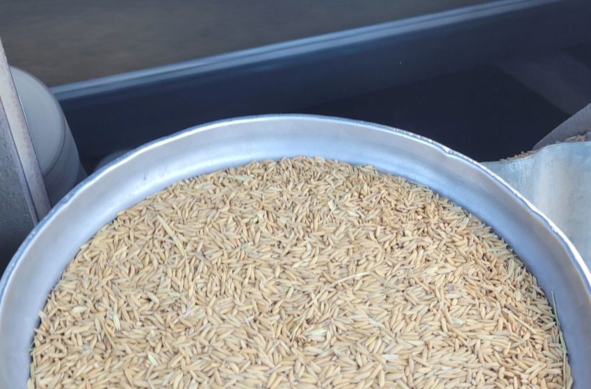 Por que a crise do arroz é vista como uma das mais preocupantes dos últimos anos