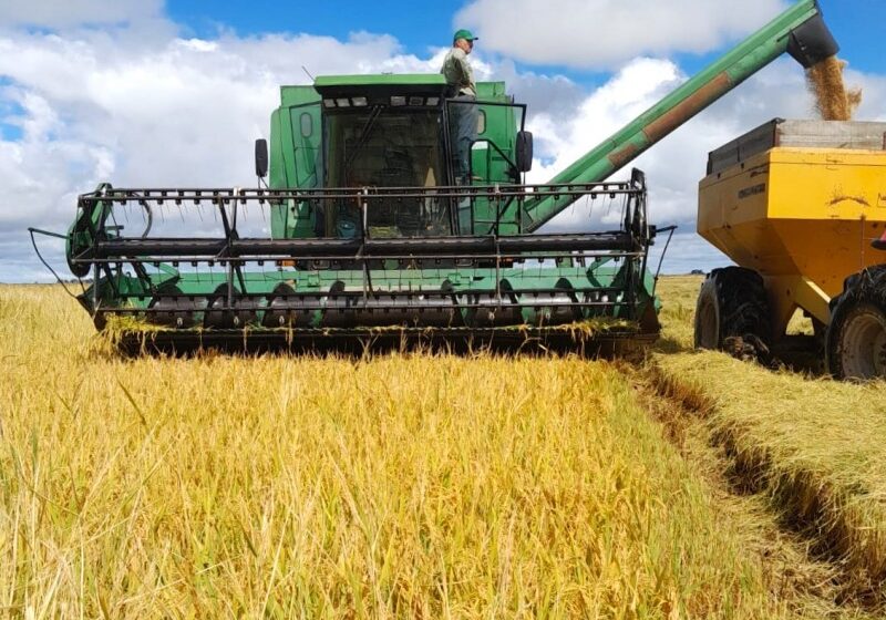  Irga adianta relatório e aponta colheita gaúcha de arroz em 67%