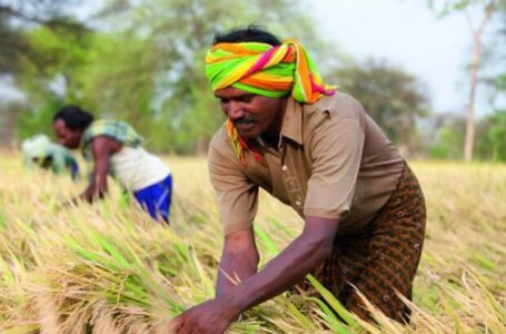 Fazendeiro indiano realizar colheita manual do arroz (Bayer CropScience)