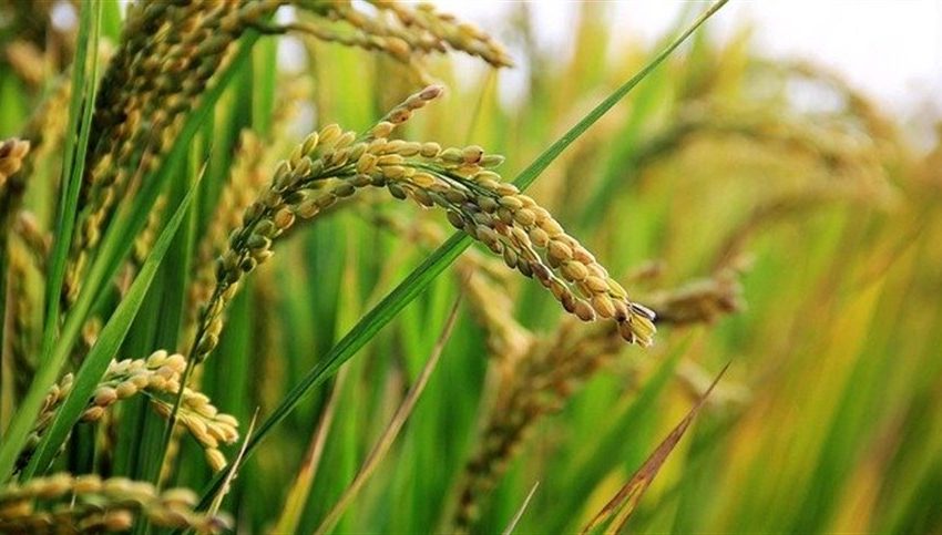 Arroz sequeiro sofre com redução das chuvas em Tocantins