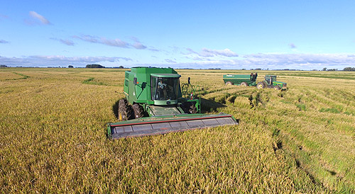  Após sete anos, balança comercial do arroz terá déficit