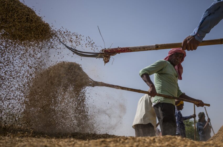  Cultivo inovador de arroz está produzindo resultados econômicos e ambientais positivos