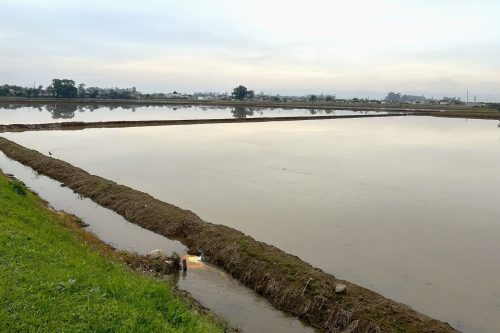 Safra 26/27 de arroz tem expectativa positiva, mas questões climáticas podem afetar produtividade em SC