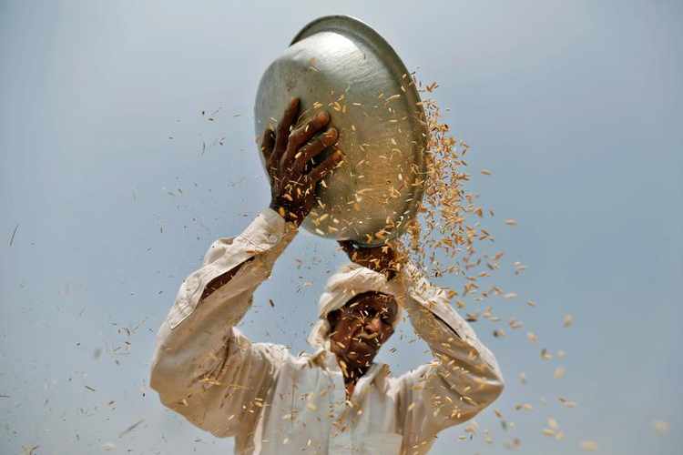  Taxas de frete pesam sobre exportação de arroz na Índia
