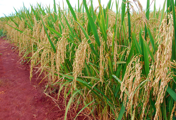  Aumento de área, irrigação e cultivares ajudam a reduzir preço do arroz no MT