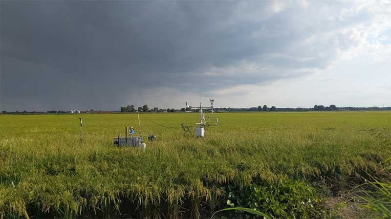  Ajudar os produtores de arroz a reduzir as emissões de metano é fundamental para a sustentabilidade
