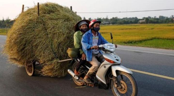  Milhões de toneladas de arroz no Delta do Mekong buscam consumidores