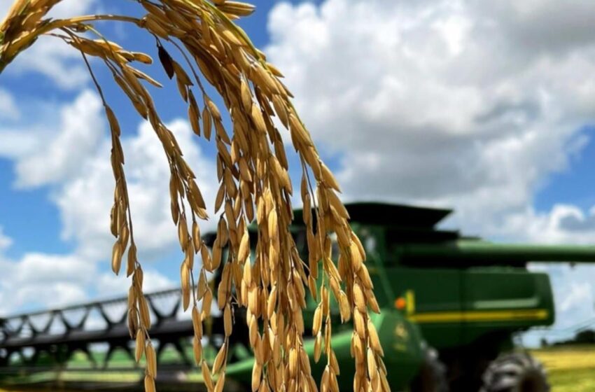  EUA: Observando o mercado de arroz para 2024