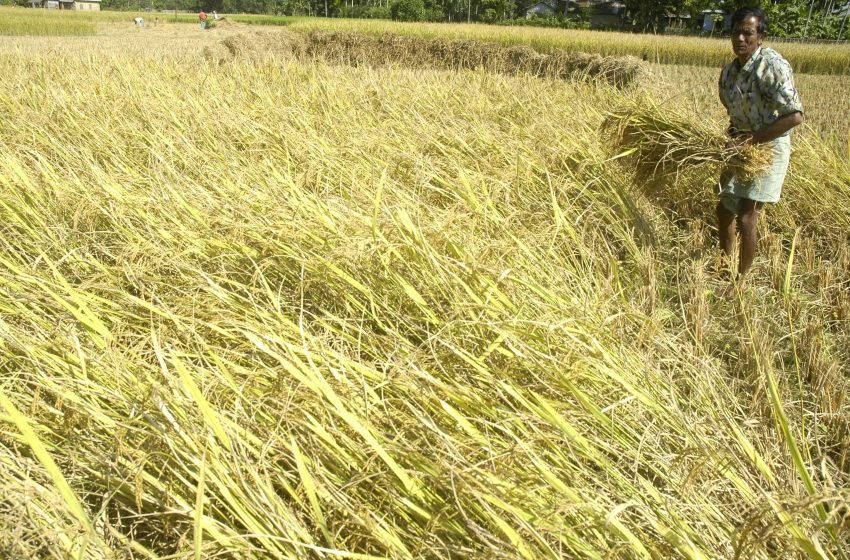  Índia analisa suspender restrições às exportações de arroz