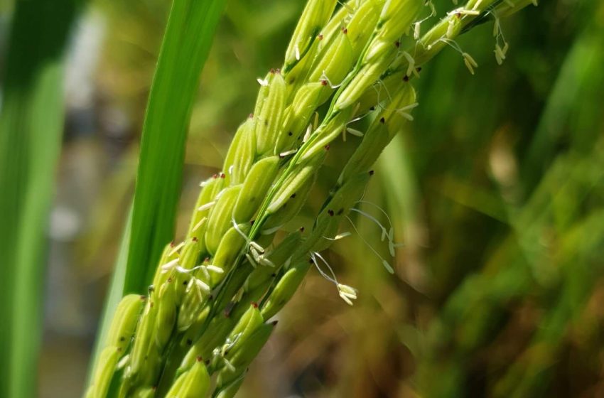 60% do arroz da Argentina é resistente às Imidazolinonas