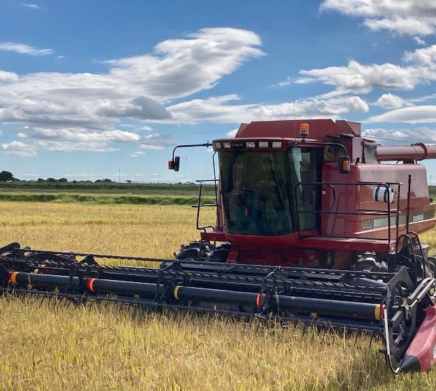 Desde janeiro de 2022 os preços do arroz não eram tão baixos no RS
