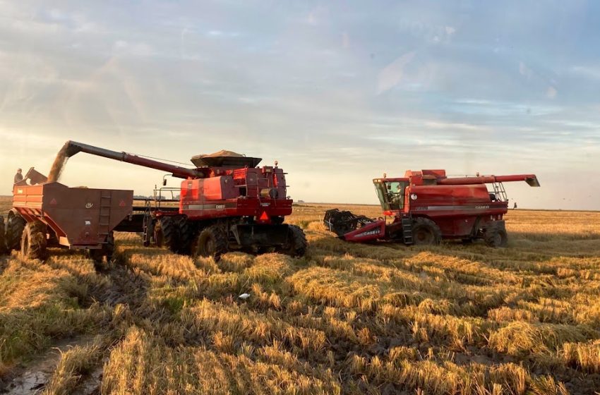  Setor arrozeiro é o que mais emprega mão de obra rural assalariada