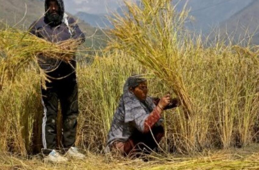  Exportações de arroz basmati da Índia aumentaram para a Ásia Ocidental