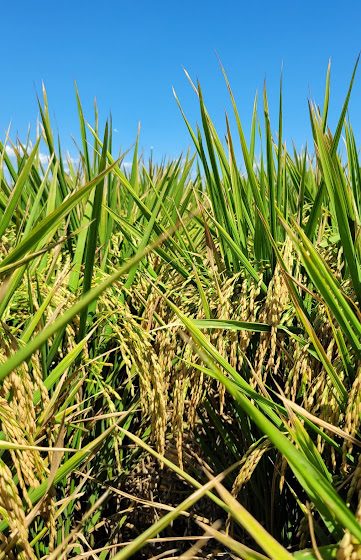  Bioinsumos podem alcançar R$ 9 bi em vendas até 2030