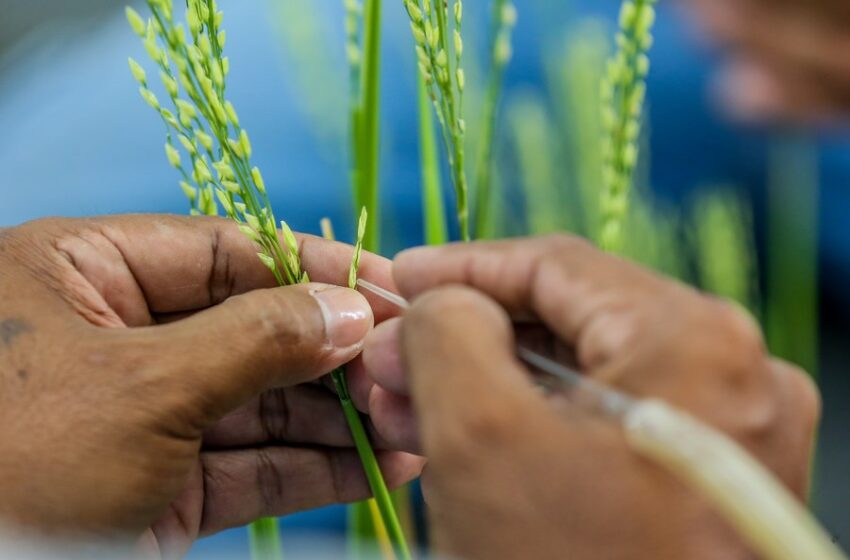  O legado do “‘pai do arroz híbrido” e a preocupação com a segurança alimentar