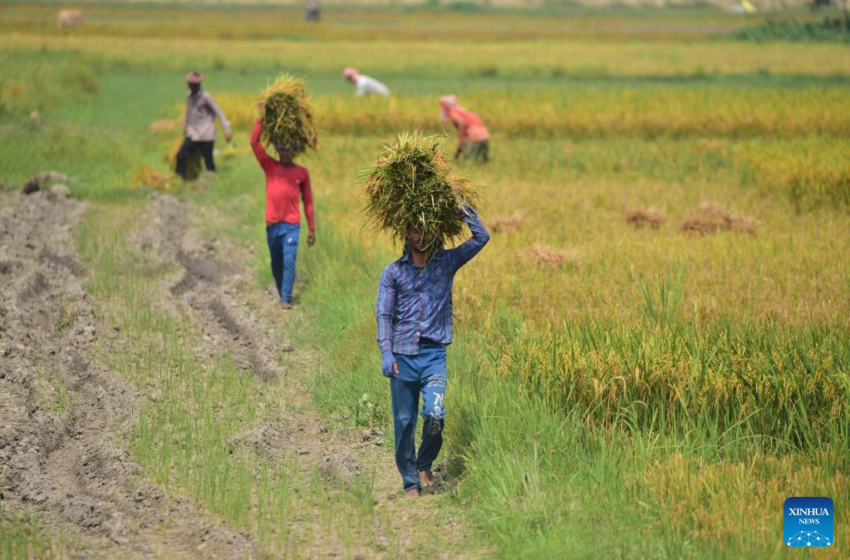  Maio vê preço global do arroz subir para máxima de 13 anos