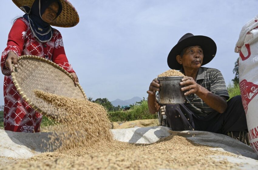  Ásia: Preços do arroz estabilizam no máximo na Índia e o Vietnã acelera negócios