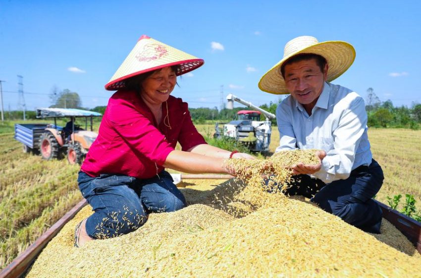 Análise do Mercado Global de Arroz – Perspectivas 2025–2026