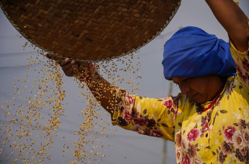  Exportações de arroz tailandês enfrentam pressão com fim das taxas na Índia