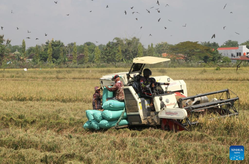  Mercado mundial de arroz sob pressão devido às colheitas recordes da Índia