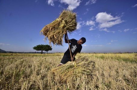 (251120)- NAGAON(INDIA), Nov. 20, 2025 (Xinhua) — A farmer carries harvested paddy at a field in Nagaon district of India’s northeastern state of Assam, Nov. 20, 2025. (Str/Xinhua)