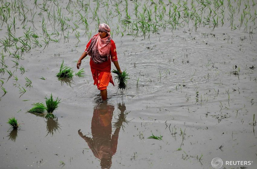 Paquistão e Índia atingidos por enchentes enfrentam aumento nos preços do Basmati