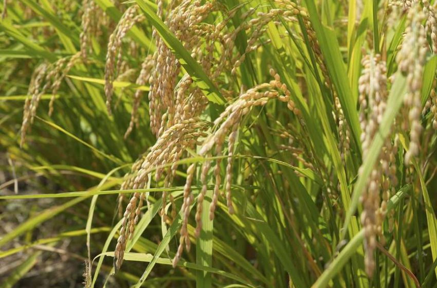  Preço de nova safra de arroz sobe 48% em setembro no Japão