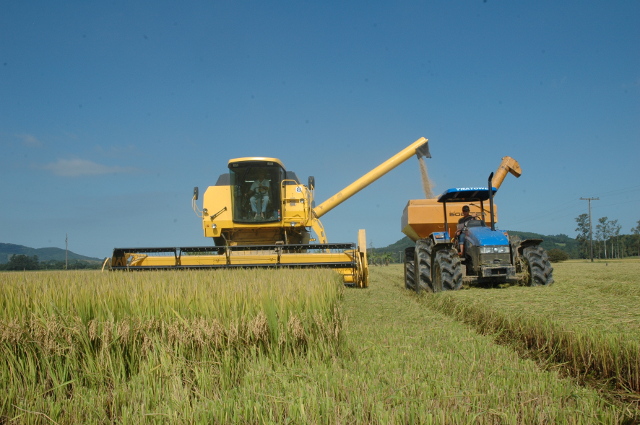  Safra catarinense de arroz se mantém estável em 2021, com produtividade superior no Sul do Estado