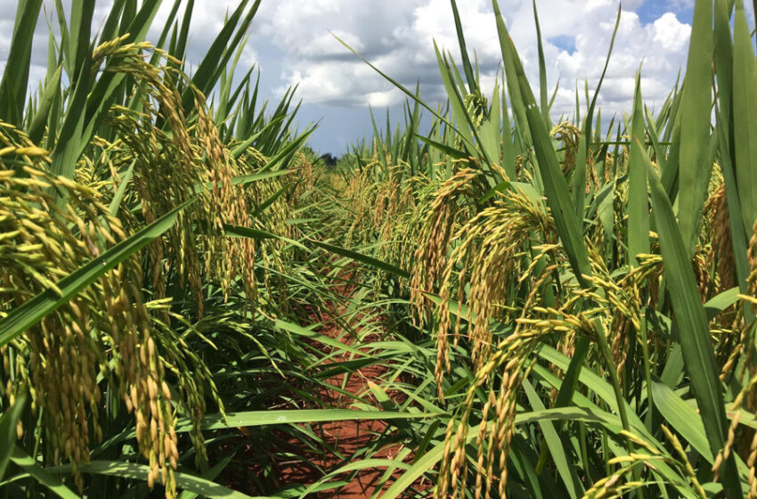  Minas Gerais quer fomentar cultivo de arroz de terras altas