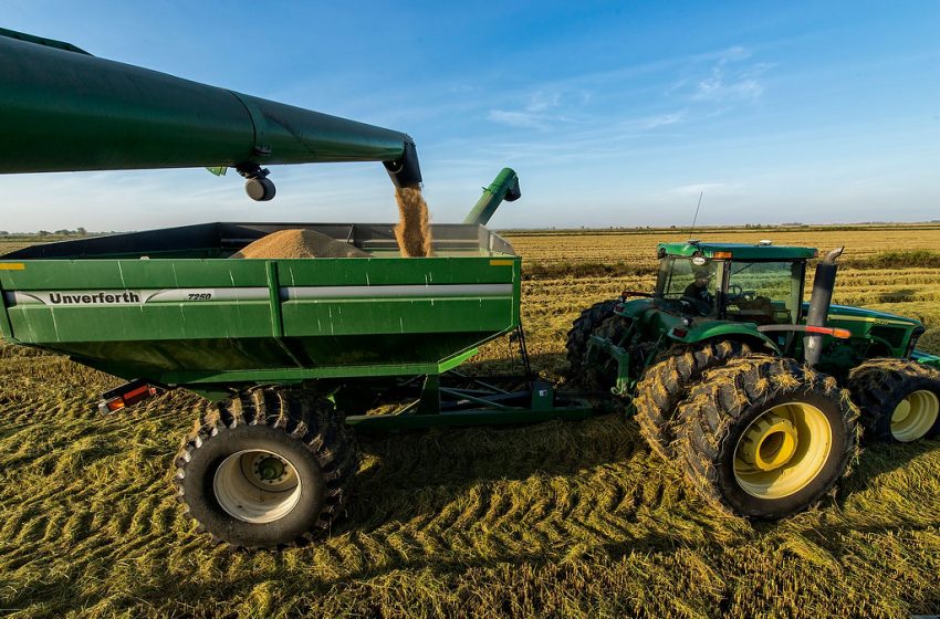  EUA: Exportação de arroz beneficiado ao Iraque é lufada de ar fresco