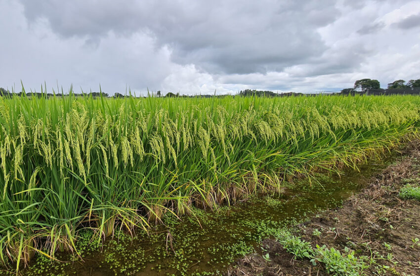  Embrapa define o melhor período de plantio ao arroz irrigado do TO