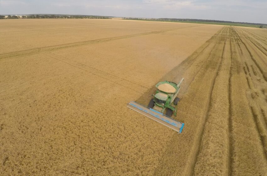  Colheita de arroz em Arkansas bate novo recorde apesar dos desafios na indústria