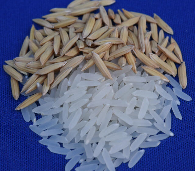 Agrotins 2021 lança arroz desenvolvido pela Embrapa e sementeiros do Tocantins