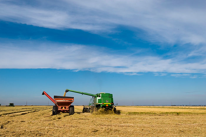  Safra brasileira de arroz encerra com 10,585 milhões de toneladas