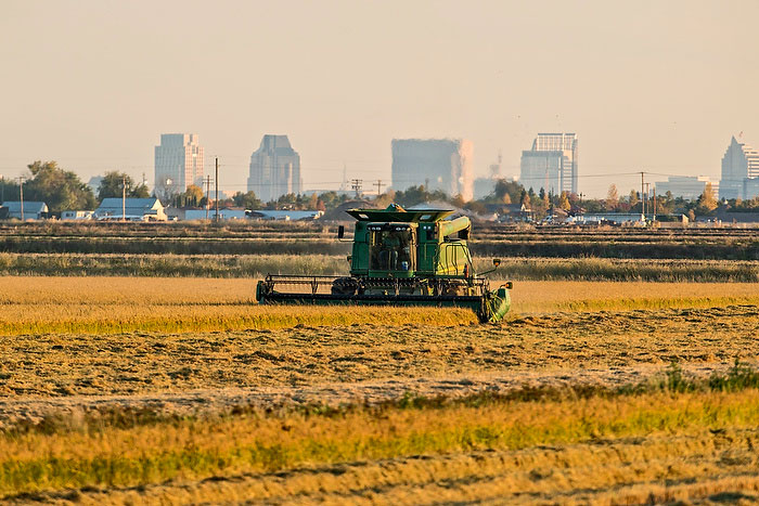  Missouri, nos EUA, comemora boa safra de arroz