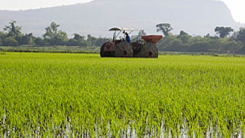Fiscalização da ANTT desacelera negócios e ajuda a pressionar preços do arroz em casca no RS