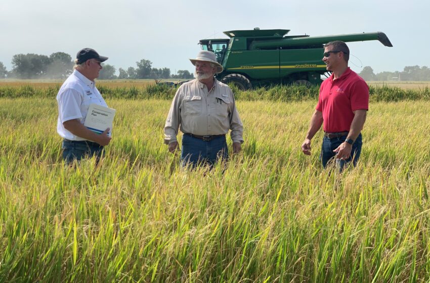  USDA prevê maior consumo e menores exportações para o arroz dos EUA