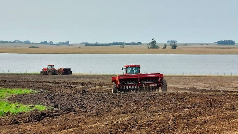  Semeadura do arroz avança para 8,2% da área no RS