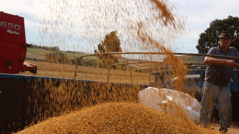  Custo da lavoura de arroz motiva migração para soja na metade Sul