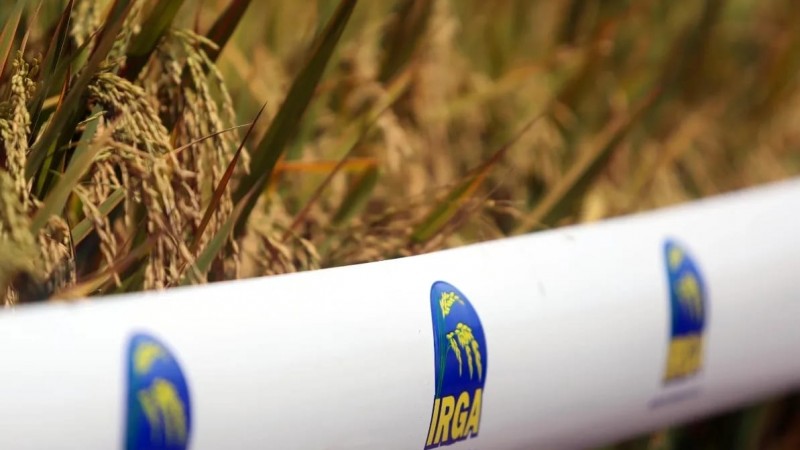  IRGA indica safra gaúcha de arroz em 7,1 milhões de toneladas, base casca