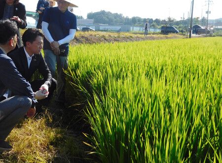  Ministro japonês visita plantação de arroz na Coreia do Sul